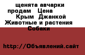 щенята авчарки  продам › Цена ­ 6 000 - Крым, Джанкой Животные и растения » Собаки   